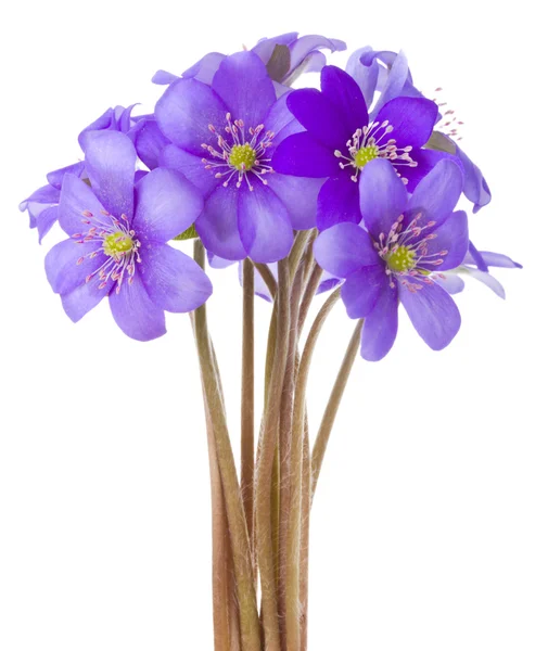 Hepatica bloemen — Stockfoto
