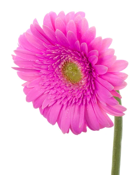 Islak pembe gerbera çiçek — Stok fotoğraf
