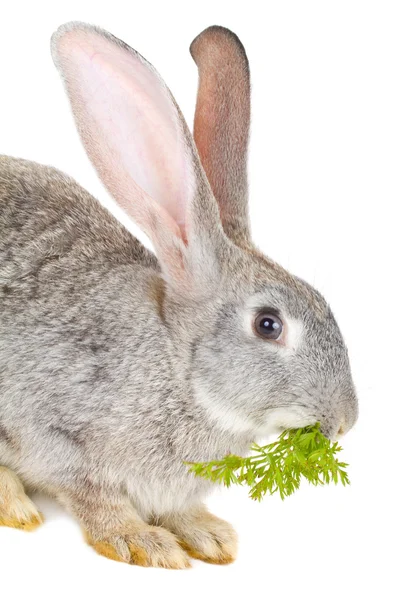 Primer plano conejo comer hoja — Foto de Stock