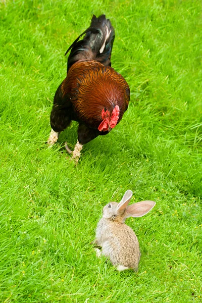 公鸡和在绿色草地上的兔子 — 图库照片