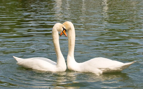 Two swans in love — Stok fotoğraf