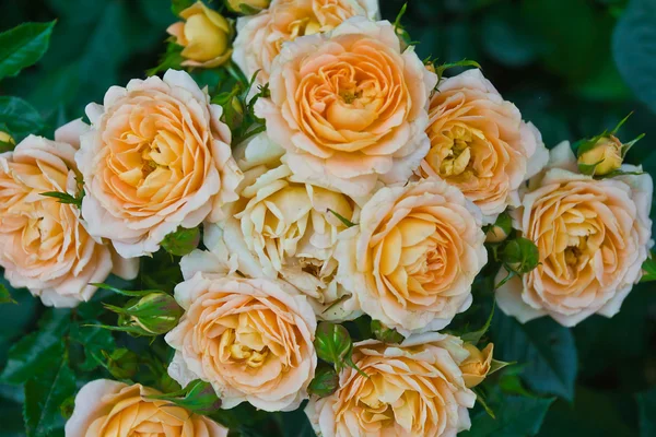 Herbacianych róż krzew — Zdjęcie stockowe