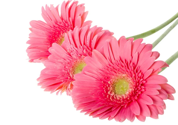 Květiny růžová gerbera — Stock fotografie