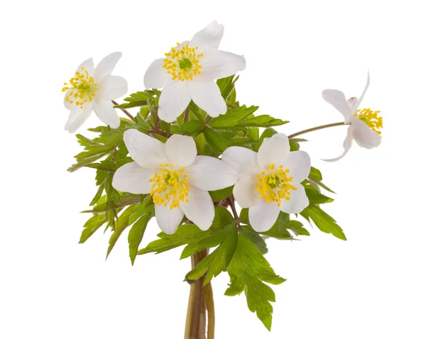 Květy bílá Sasanka — Stock fotografie