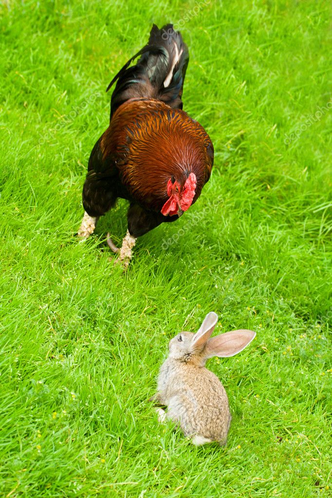 Rooster and bunny on green grass — Stock Photo © Alekcey 5480906