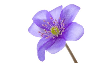 Hepatica flower clipart