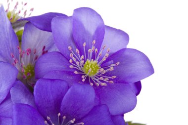 Hepatica flowers clipart