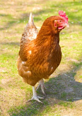 Hen on henyard clipart