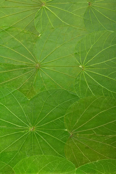Hintergrund aus grünen Blättern — Stockfoto