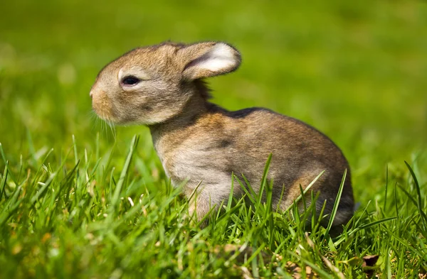 Grijze bunny in groene gras — Stockfoto