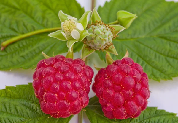 Close-up ripe raspberries and flower — Stock Photo, Image