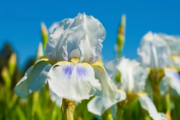 White iris against blue sky — Stock Photo, Image