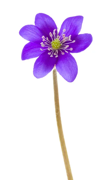 Hepatica flower — Stock Photo, Image