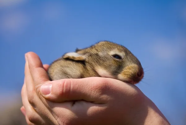 Grå kanin i hånden – stockfoto