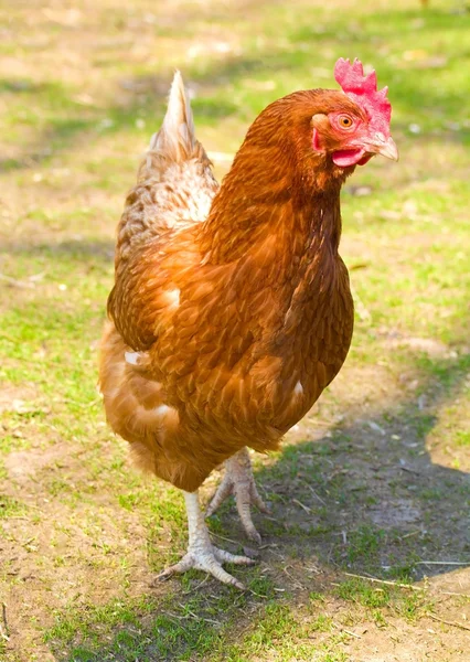 Galinha no galinheiro — Fotografia de Stock