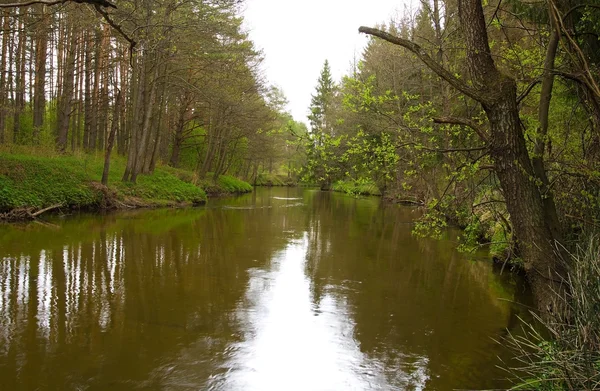 Río en el bosque en primavera —  Fotos de Stock