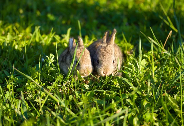 Dois coelhos cinzentos na grama verde — Fotografia de Stock