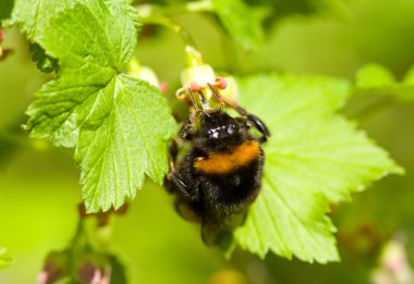 Bumblebee pollinating çiçekler