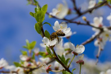 Bal arısı pollinating çiçekler