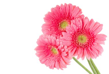 Pink gerbera flowers clipart