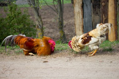 iki horoz dövüşü için hazır