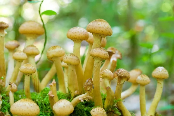 Agaric honey fungus — Stock Photo, Image