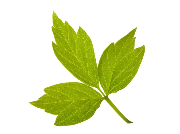 Ash - leaved klonowego liścia — Zdjęcie stockowe