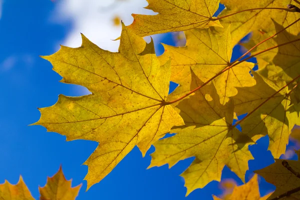 Outono folhas de bordo — Fotografia de Stock