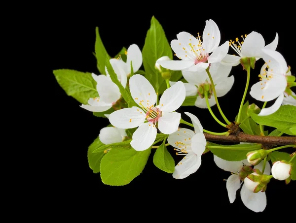 Blooming branch of plum tree — Stock Photo, Image