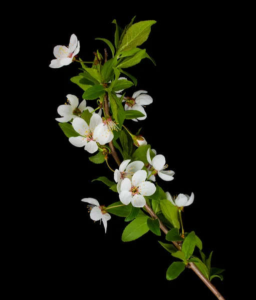 Branche florissante de prunier — Photo