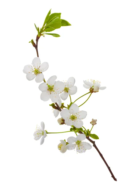 盛开的樱桃枝 — 图库照片