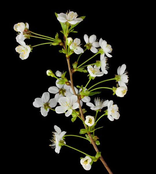 Kwitnąca gałąź wiśni — Zdjęcie stockowe
