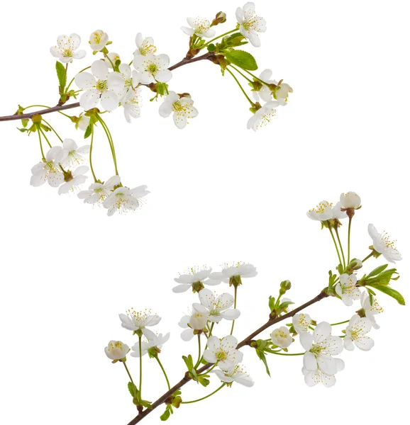 Ramos de cereja florescentes — Fotografia de Stock