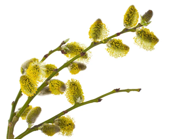 Pussy willow branches — Stock Photo, Image
