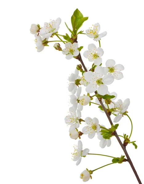 벚꽃피는 벚나무 가지 — 스톡 사진