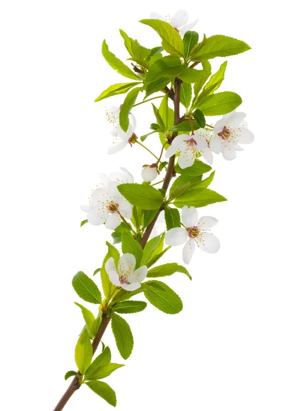 Blühender Zweig des Pflaumenbaumes — Stockfoto