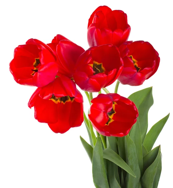 Bouquet de tulipes rouges — Photo