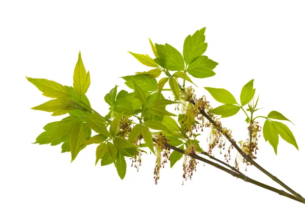 Branch of blooming ash-leaved maple — Stock Photo, Image
