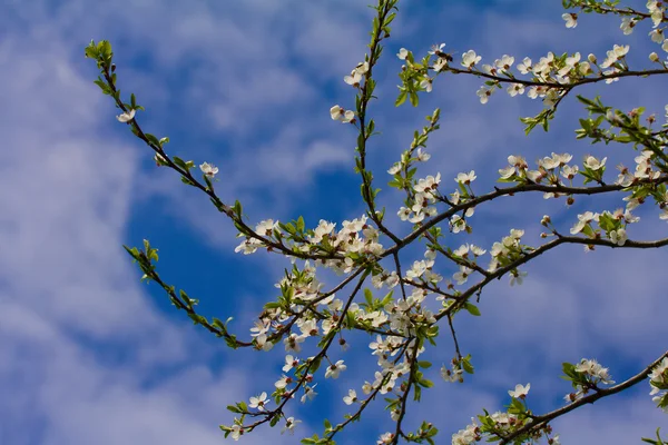 梅花树的分支 — 图库照片
