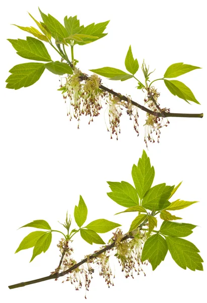 Zweige des blühenden Eschen-Ahorns — Stockfoto