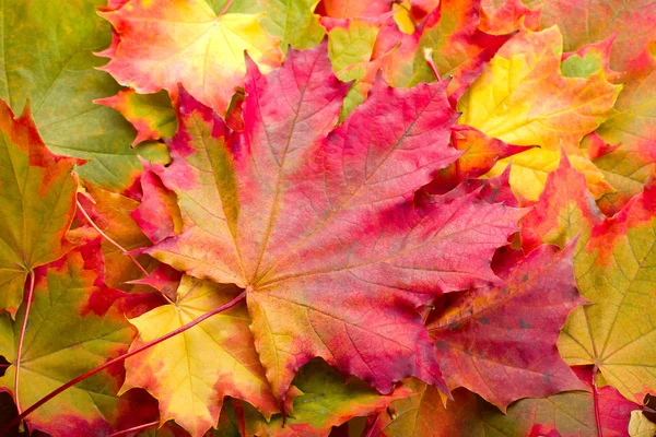 Hoja de arce de otoño —  Fotos de Stock