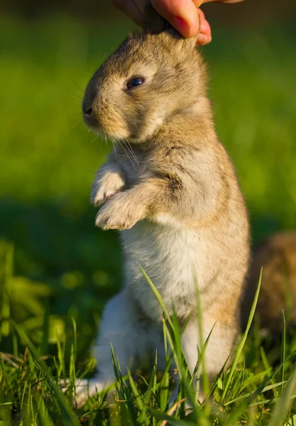 Gris conejo en mano — Stockfoto