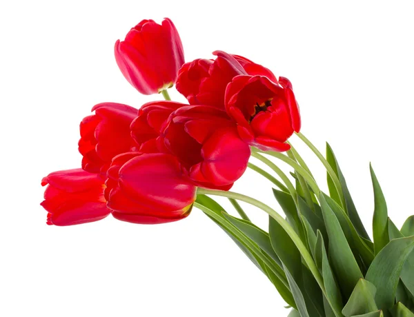 Rode tulpen boeket — Stockfoto
