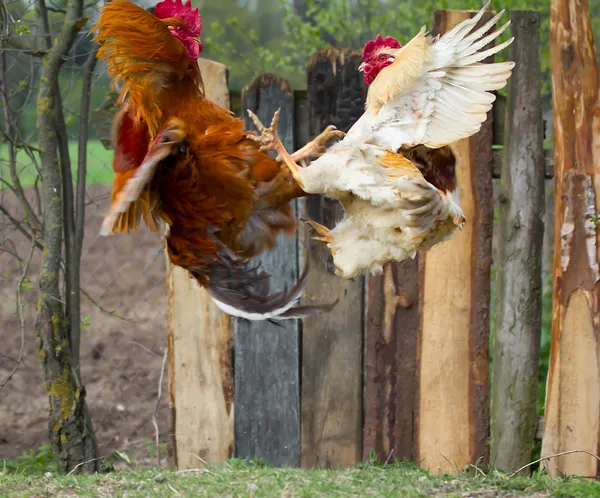 Hähne kämpfen in der Fliege — Stockfoto