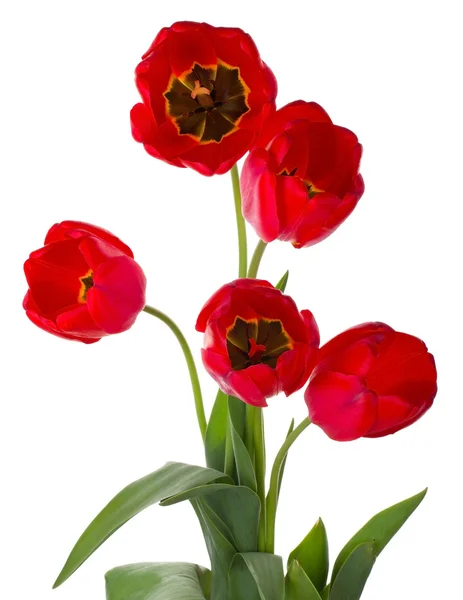 5 つの赤いチューリップ花束 — ストック写真