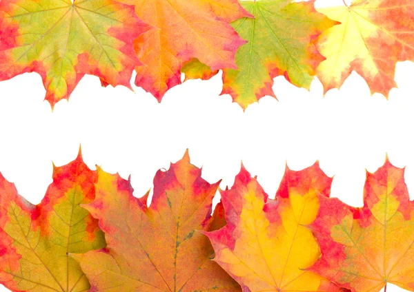 Рамка из осенних кленовых листьев — стоковое фото