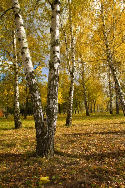 Birch grove in autumn — Stock Photo, Image