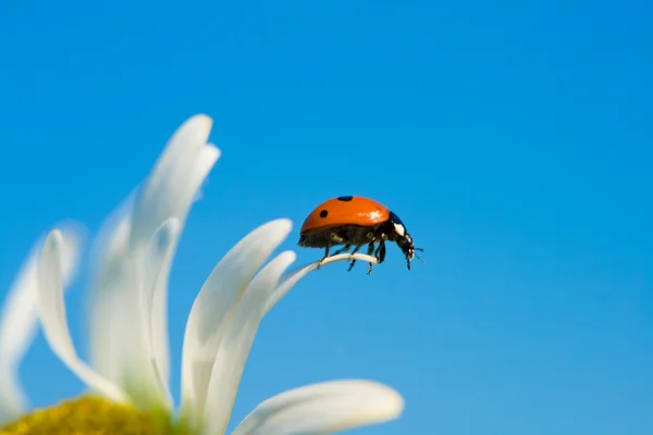 Ladybird papatya yaprağı üzerinde — Stok fotoğraf