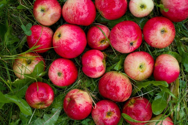 在绿草中成熟的红苹果 — 图库照片
