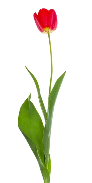 Egyetlen piros tulipán — Stock Fotó